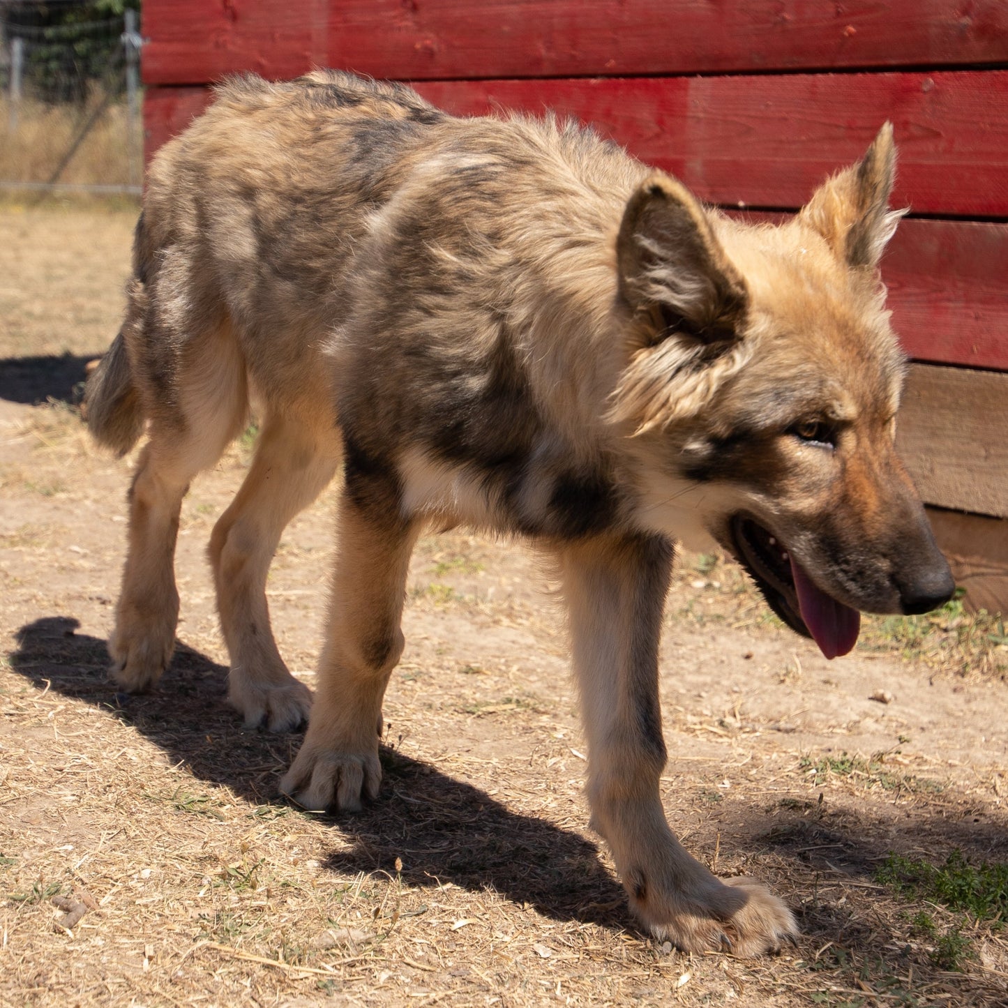 Wolfdog Fotoshooting Paket M - Gruppe / bis zu 4 Personen