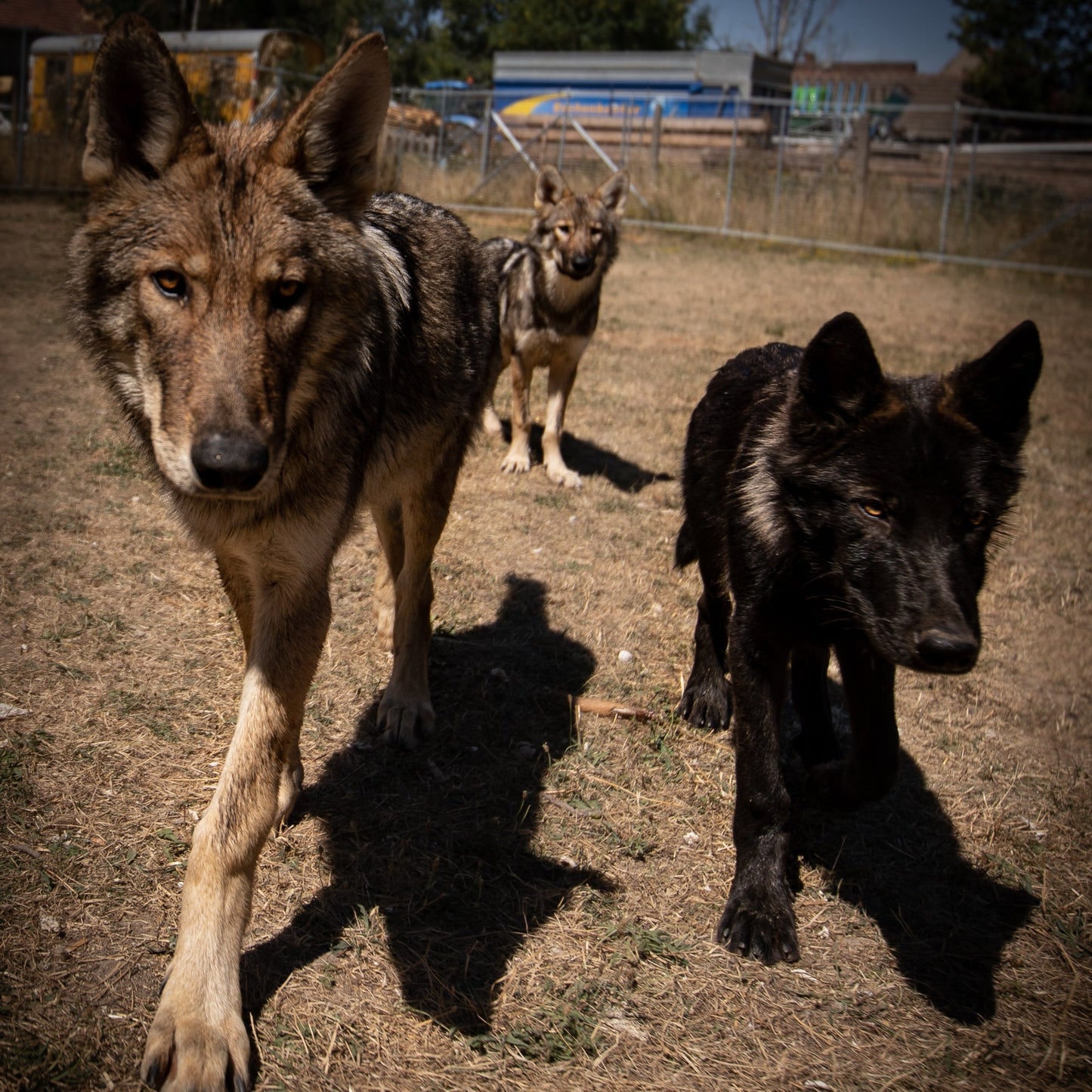 Wolfdog Fotoshooting Paket XL - Gruppe / bis zu 8 Personen