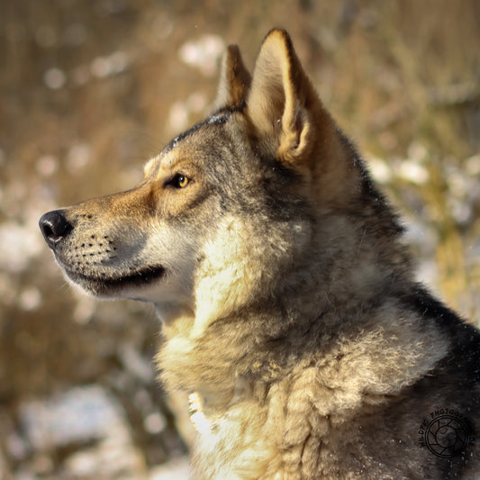 Wolfdog Fotoshooting Paket S - Gruppe / 2 Personen