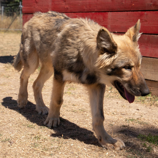 Wolfdog Fotoshooting Paket M - Gruppe /  bis zu 4 Personen