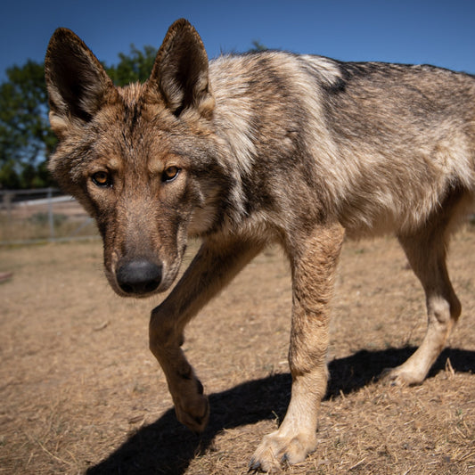 Wolfdog Fotoshooting Paket M - Single / Einzelpersonen
