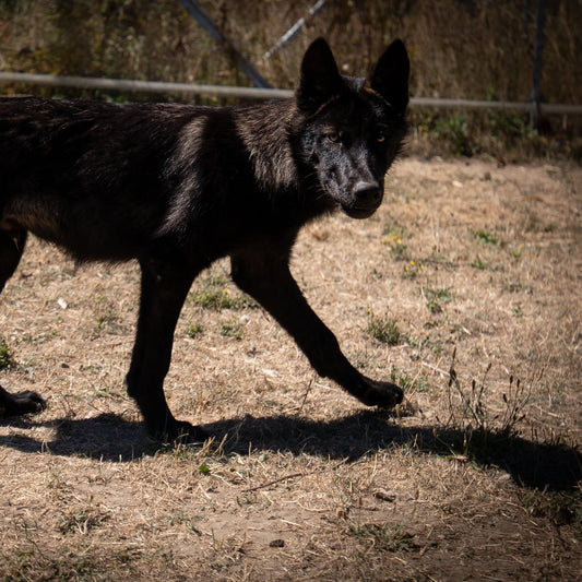 Wolfdog Fotoshooting Paket S - Single / Einzelpersonen